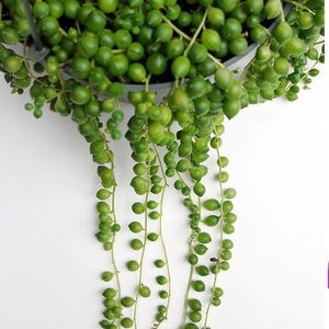 Meet your Posher, Anon